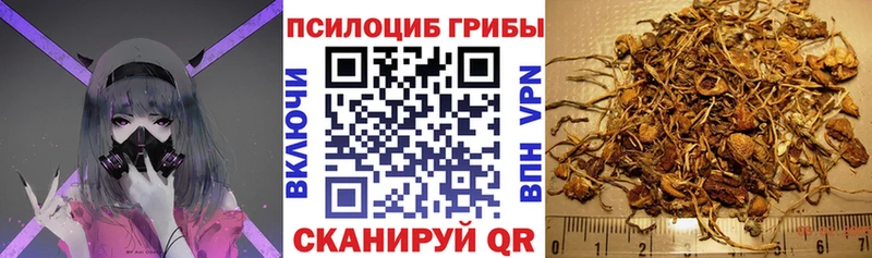 Купить  Балтийск  Псилоцибиновые грибы Psilocybe 